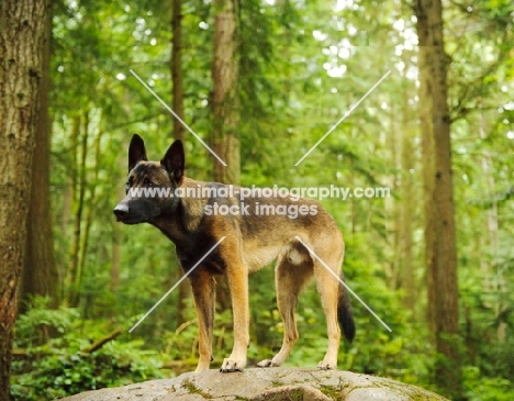 Malinois standing near trees