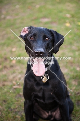 Black lab smiling with one ear up.