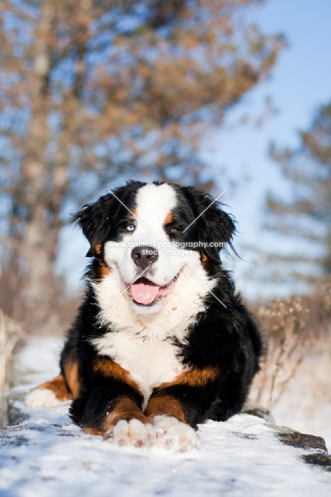 Bernese Mountain Dog laying in snow