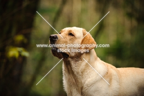 Labrador Retriever head study