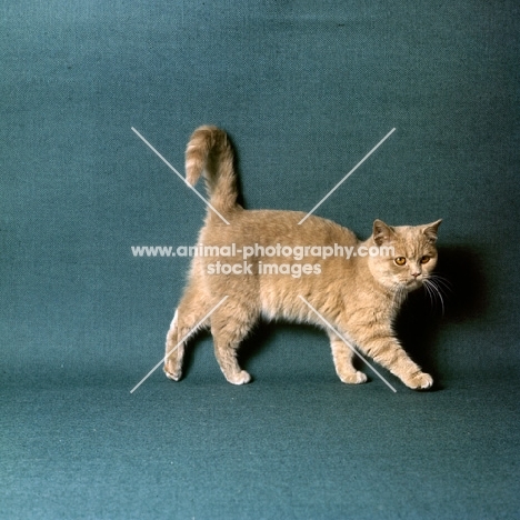 ch pensylva flaxen nymph, short hair cream cat walking with tail high