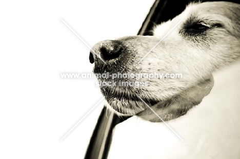 golden retriever with face out car window