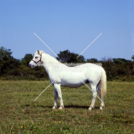 connemara pony side view