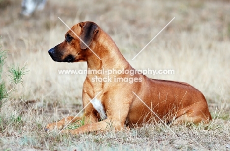 Rhodesian Ridgeback