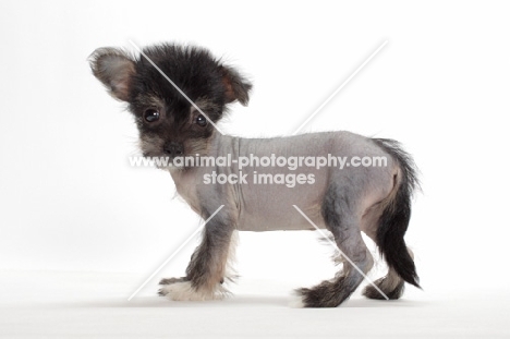 Chinese Crested puppy, side view