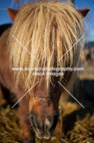 blonde pony's mane