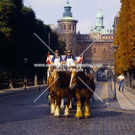 four jutland horses pulling a carlsberg brewers dray in copenhagen