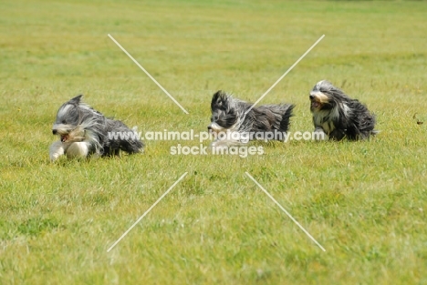 three Bearded Collies running in field