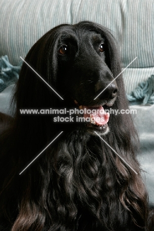 black Afghan Hound smiling