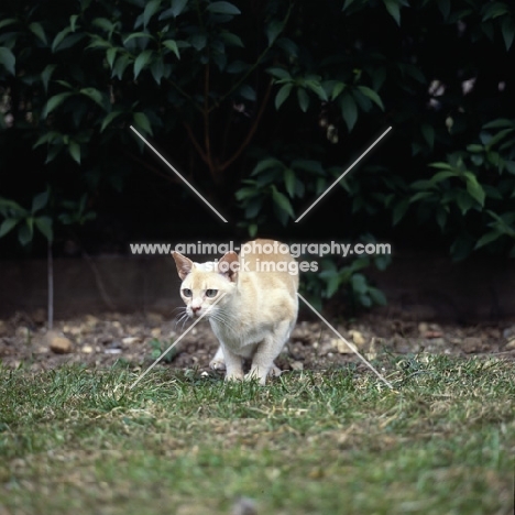 red burmese cat watching