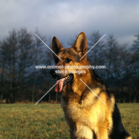 german shepherd dog from rozavel portrait