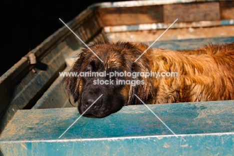 Leonberger resting in boat