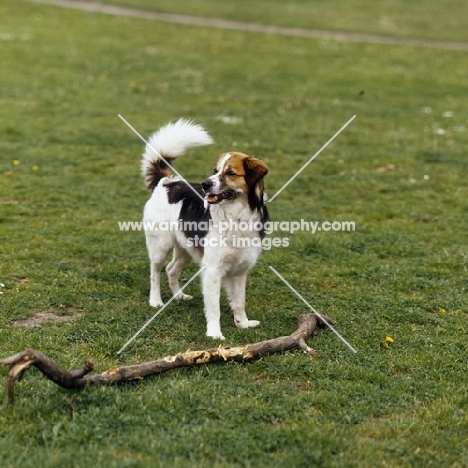 kromfohrlander, castor vom dieke near stick