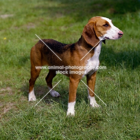 sauerland bracke, german hound standing on grass
