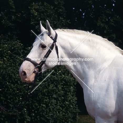 Capitano, head and shoulders of Holstein, influencial stallion at Elmshorn
