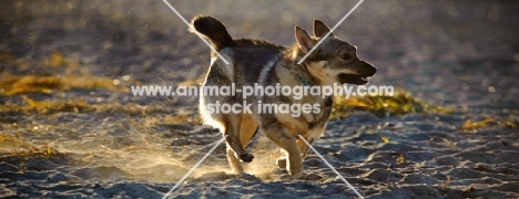Swedish Vallhund running on sand