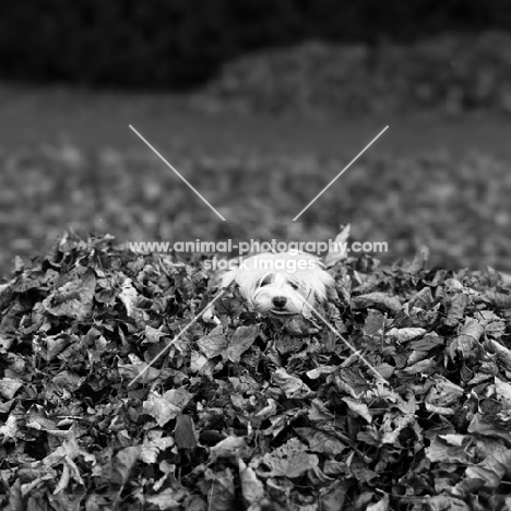 maltese puppy in a pile of leaves
