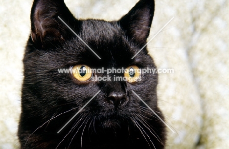 short hair black cat portrait