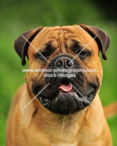 Bullmastiff portrait