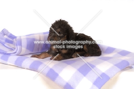 black Bedlington Terrier puppy lying down on blanket