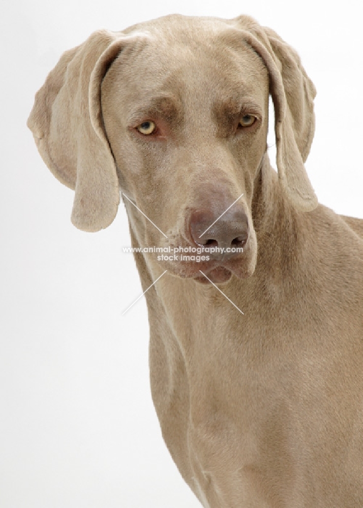 Australian Champion Weimaraner on white background