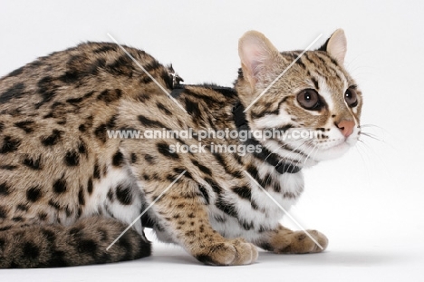 Brown Spotted Tabby Asian Leopard Cat, 8 months old