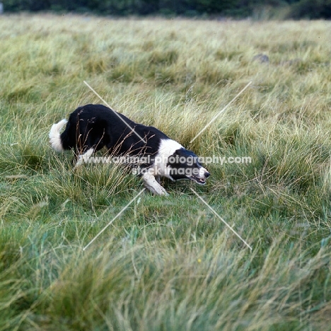 border collie at sheepdog trials creeping, eyeing