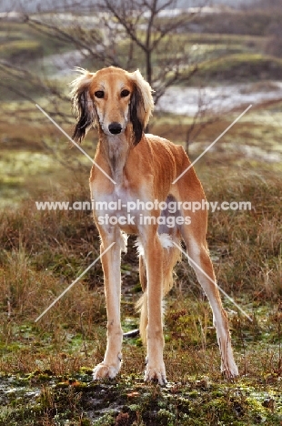 Saluki