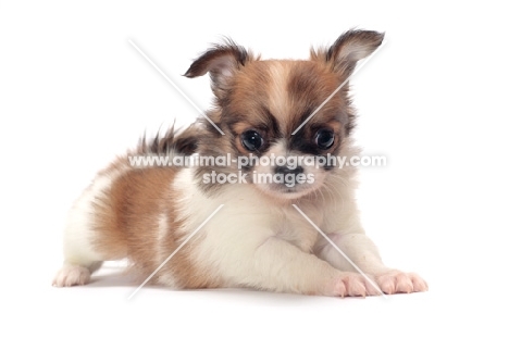 cute longhaired Chihuahua puppy on white background