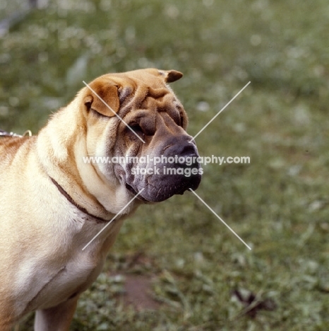 portrait of shar pei