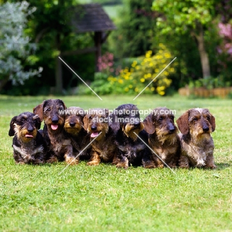 seven miniature wire haired dachshunds  in a row