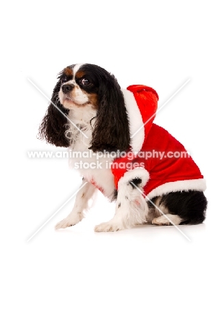 black, brown and white King Charles Spaniel isolated on a white background