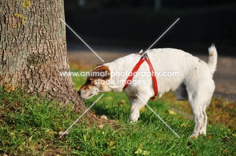 Jack Russell Terrier smelling tree