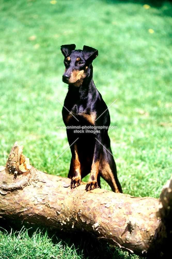 keyline gloriana manchester terrier standing up, front feet on branch