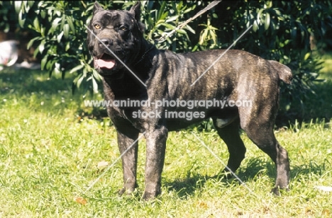 cane corso on grass