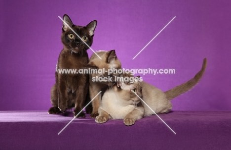 three young Burmese cats