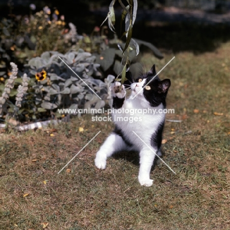 ch pathfinders barry, bi-coloured short hair cat, black and white, pawing at willow leaves
