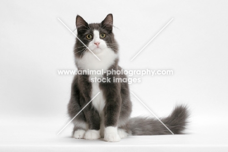 male Norwegian Forest cat, sitting down, blue smoke & white