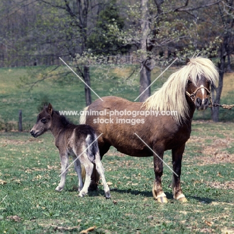 full body shot of American miniature horse with foal, shadyacres