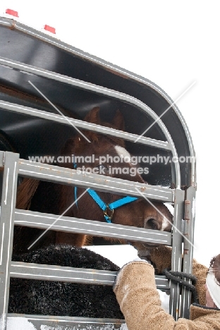 Morgan horse in horse box