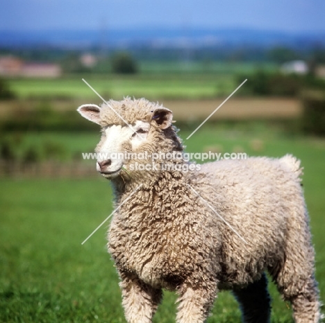cotswold lamb
