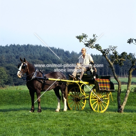  john holmes driving his welsh cob, comet, with dog, ben, on board