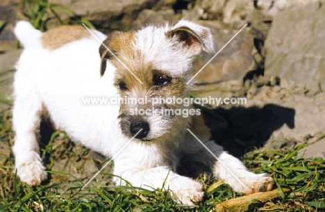 Jack Russell Terrier puppy, wire haired