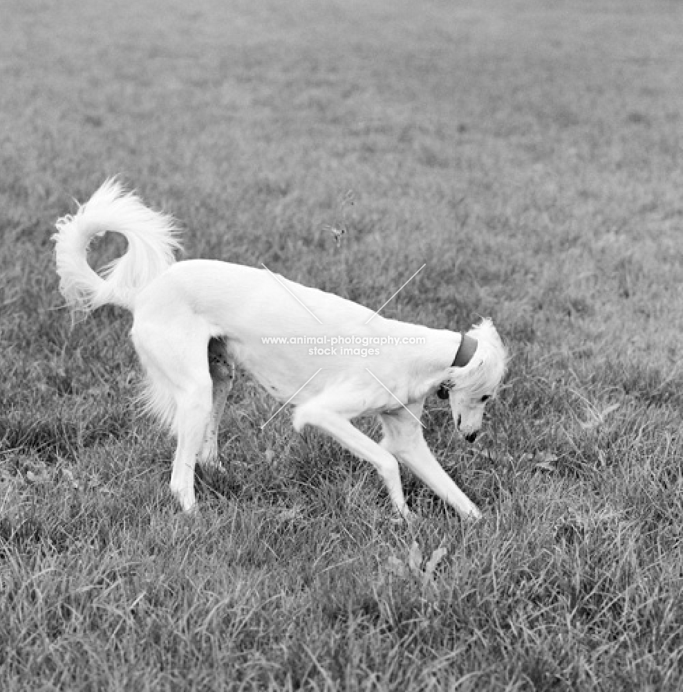 saluki digging