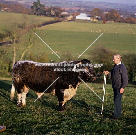 longhorn bull at pithouse farm, ross on wye