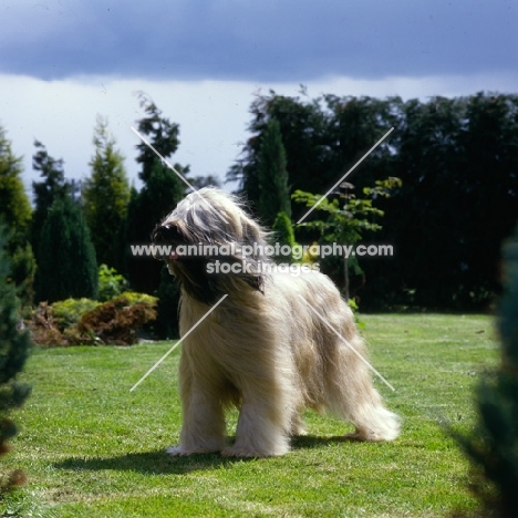 ch triskele lola,  briard standing in a garden in the wind