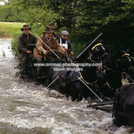 george bowman driving his team of welsh cobs (section d) in carriage driving championships