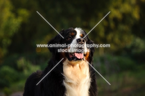 Bernese Mountain Dog