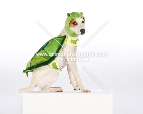 jack russell dressed up