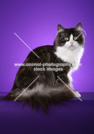 Siberian sitting on purple background